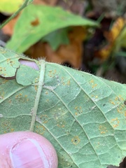 Coleosporium elephantopodis