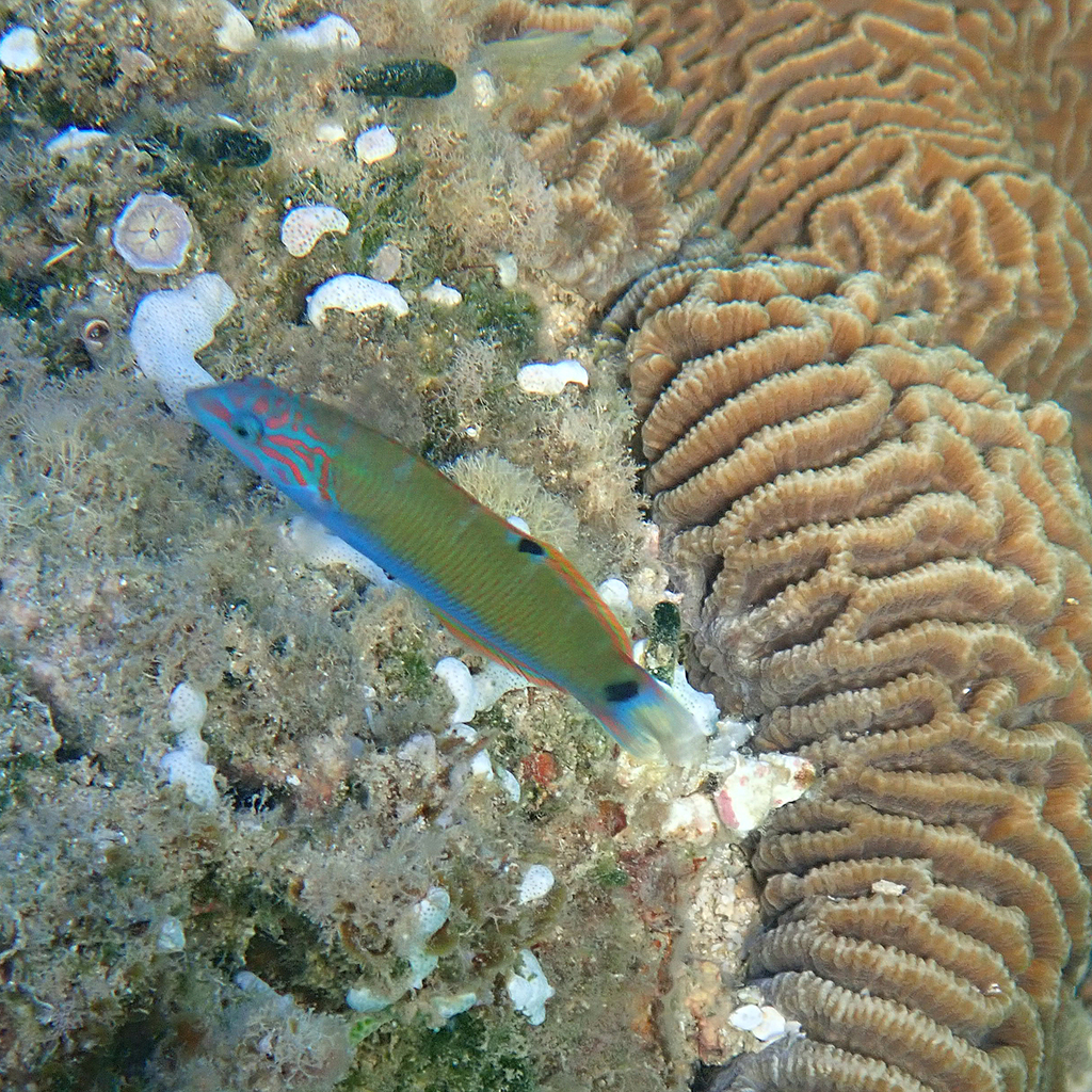 Moon wrasse