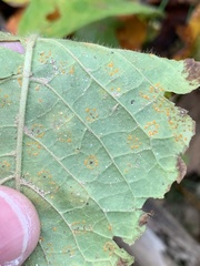 Coleosporium elephantopodis