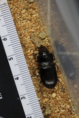 Phorticosomus