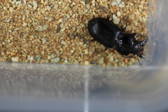 Phorticosomus