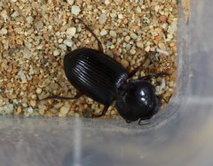 Phorticosomus