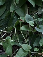 Viola prionantha