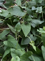 Viola prionantha