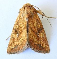 Hydroeciodes juvenilis