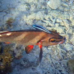 Morwong ephippium