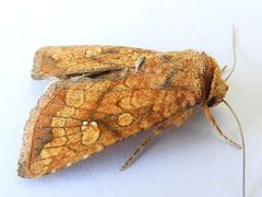 Hydroeciodes juvenilis