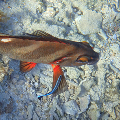 Morwong ephippium