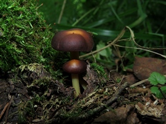 Gymnopus ocior