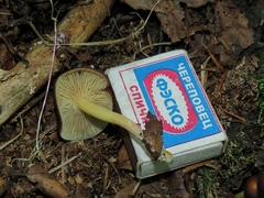 Gymnopus ocior
