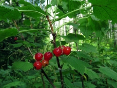 Ribes atropurpureum
