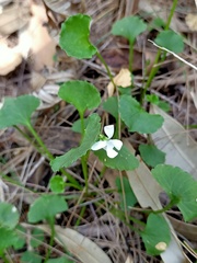 Viola silicestris