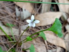 Viola silicestris