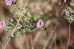 Streptoglossa bubakii