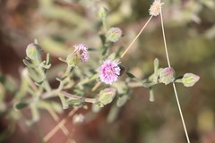 Streptoglossa bubakii