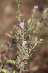Streptoglossa bubakii