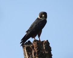 Image of Falco rufigularis