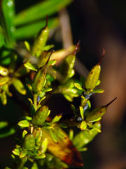 Hypericum densiflorum