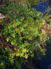 Hypericum densiflorum