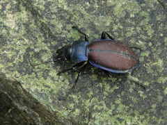 Carabus schoenherri