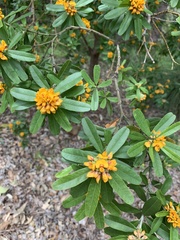 Gastrolobium bilobum