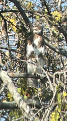 Buteo brachypterus