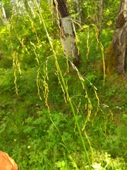Glyceria arundinacea