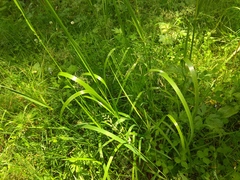 Glyceria arundinacea