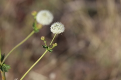 Trachymene oleracea