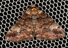 Cryphaea xylina