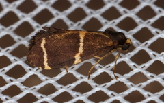 Lepidoscia punctiferella