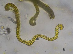 Racomitrium ryszardii