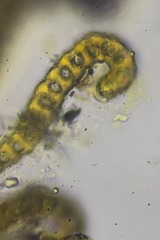 Racomitrium ryszardii