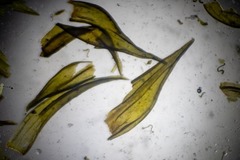 Racomitrium ryszardii