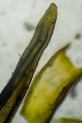 Racomitrium ryszardii