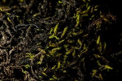 Racomitrium ryszardii