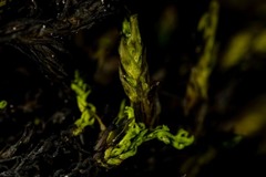 Racomitrium ryszardii