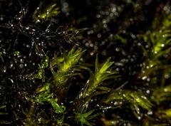 Racomitrium ryszardii