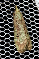 Heteromicta tripartitella