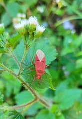 Dysdercus evanescens