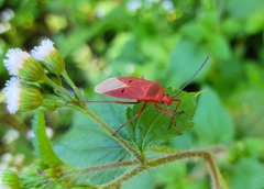 Dysdercus evanescens