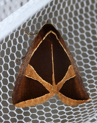 Agamana conjungens