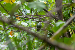 Ptilinopus purpuratus