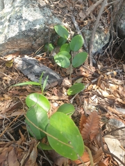 Hoya australis australis