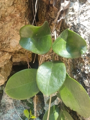 Hoya australis australis