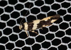 Macrobathra trithyra