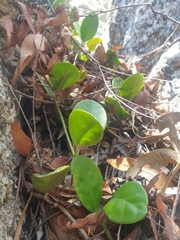 Hoya australis australis