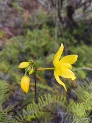 Spathoglottis gracilis