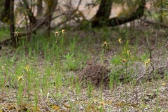 Caladenia infundibularis
