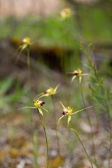 Caladenia infundibularis